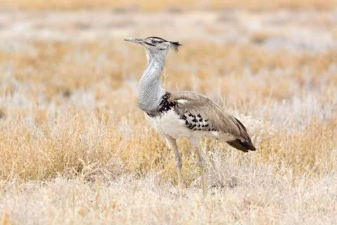 Kori Bustard Stock Photos