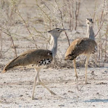 Kori Bustard Stock Photos