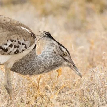 Kori Bustard Stock Photos