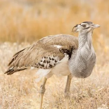Kori Bustard Stock Photos