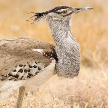 Kori Bustard Stock Photos