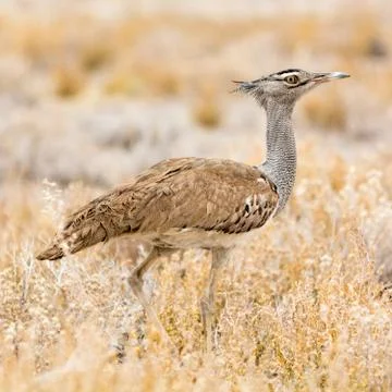 Kori Bustard Stock Photos