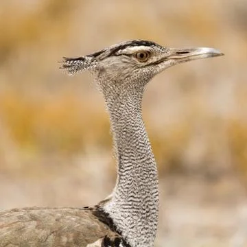 Kori Bustard Stock Photos