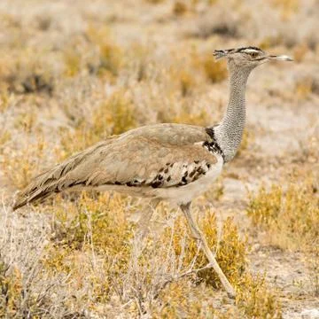 Kori Bustard Stock Photos