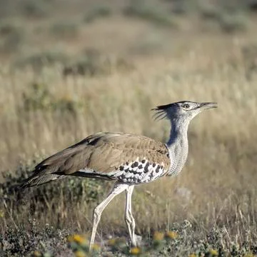 Kori Bustard Stock Photos