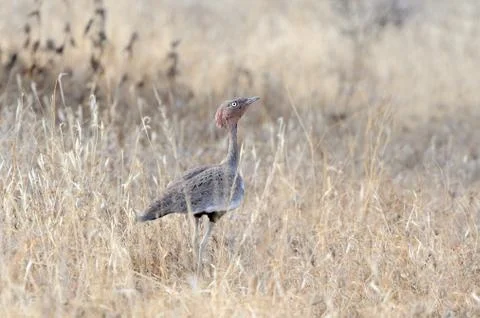 Kori Bustard Foto stock