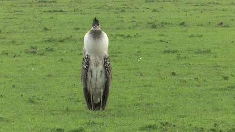 KORI BUSTARD PUFFED FRONTAL Video stock 75346492
