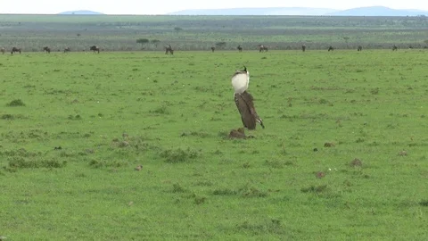 KORI BUSTARD PUFFED OUT Video stock 75346458