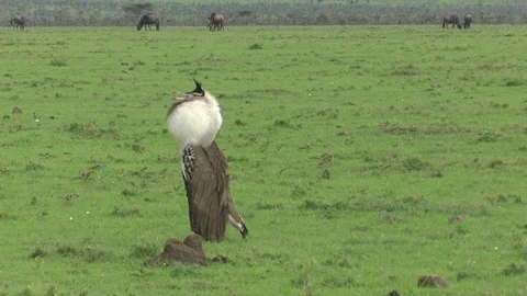 KORI BUSTARD PUFFED SIDE VIEW 動画素材 75346452