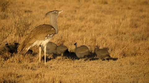 Kori Bustard stands between dry grass, watches Helmeted Guineafowl run past Stock Footage 114032286