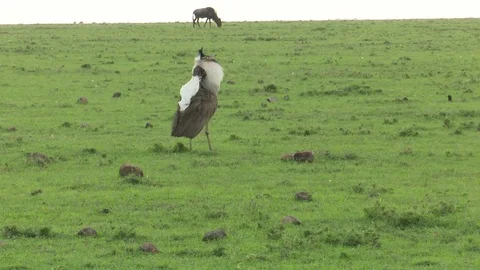 KORI BUSTARD STRUTS Video stock 75346451