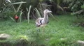 Kori bustard very close up walking on grass ground HD Footage