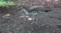 Kori bustard very close up walking on ground HD Footage