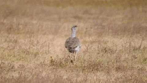 Kori Bustard Video Stock Footage 326497762