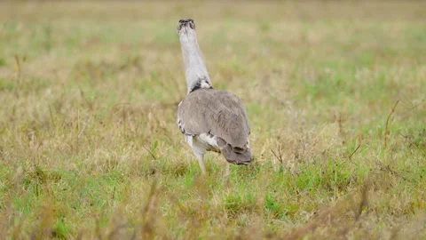 Kori Bustard Video Stock Footage 326497878