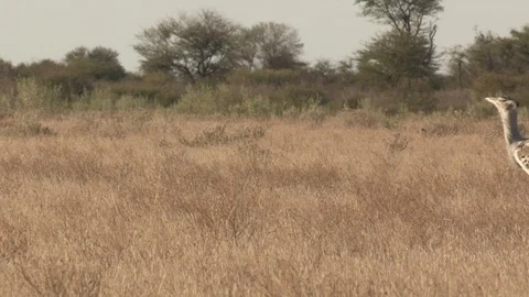 Kori Bustard walking / scavenging Stock Footage 105320146