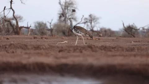 A kori bustard walks on the arid ground, Mashatu Game Reserve, Botswana. Filmed Stock Footage 346550983