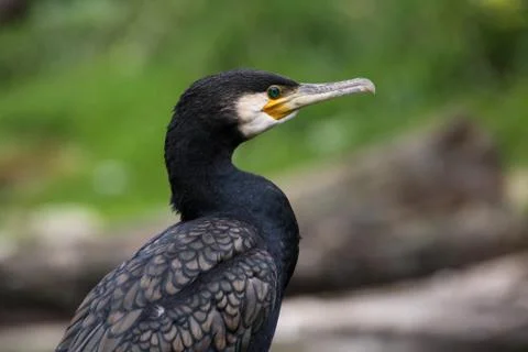 Kormoran Stock Photos
