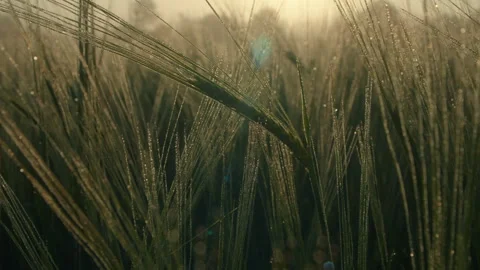 Korn spind Vorbasse 05 Video stock 309794388