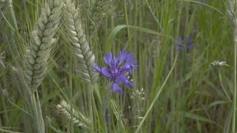 Kornblume Stock Footage 275332803