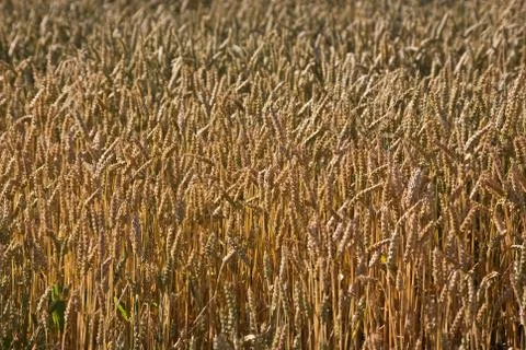Kornfeld Stock Photos
