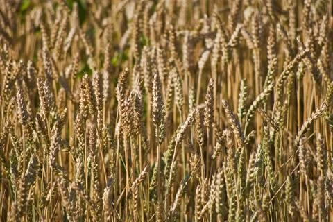 Kornfeld Stock Photos