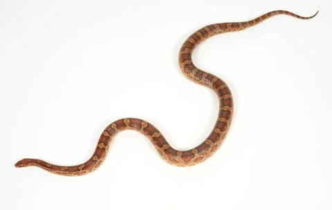Kornnatter (Elaphe guttata) corn snake (Elaphe guttata) McPTOT *** Corn sn... Stock Photos