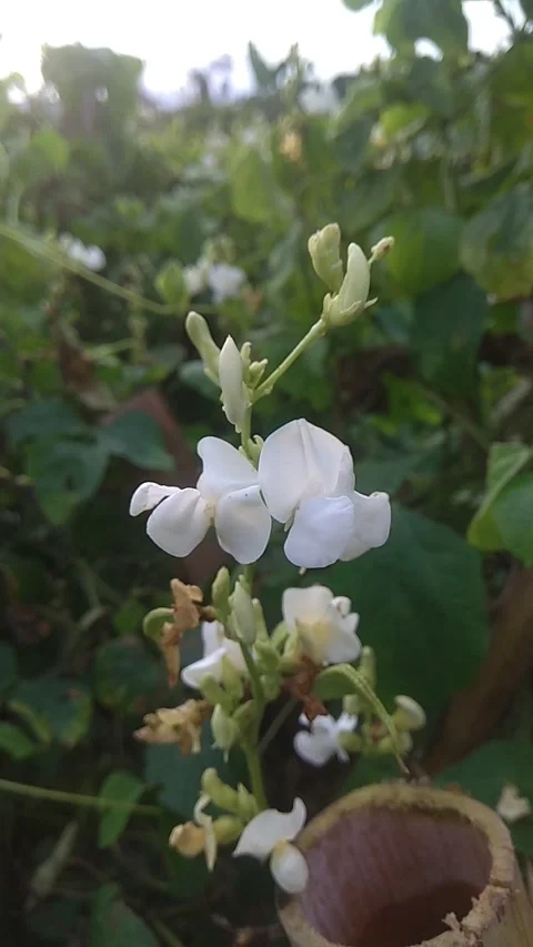 Koro flower Video stock 218219487