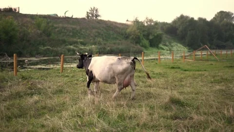 Korova Stock Footage 160989473