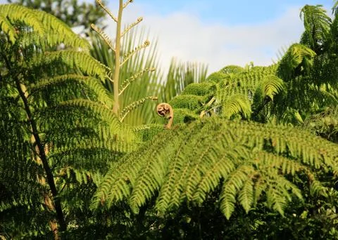 Koru Stock Photos