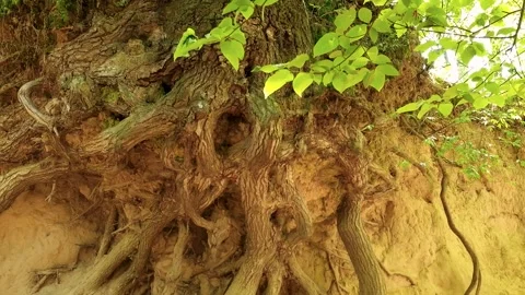 Korzeniowy Dol Gorge. Root pit in Kazimierz Dolny, Poland Stock Footage 244789610