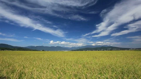 Koshihikari Rice Fields with Mount Asama and Mount Yatsugatake Stock Footage 324905538
