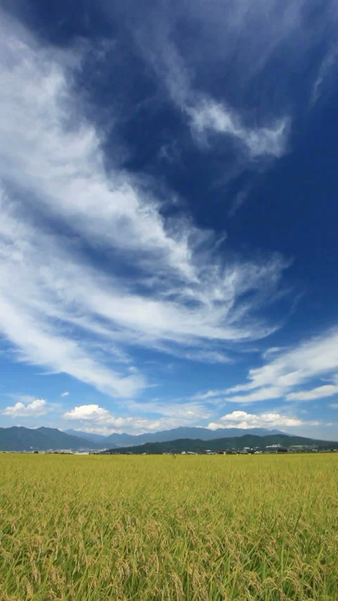 Koshihikari Rice Fields with Mount Asama and Mount Yatsugatake Stock Footage 324905598
