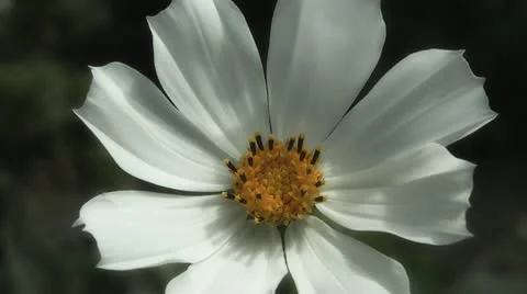Kosmea,in the garden Stock Footage 11317643