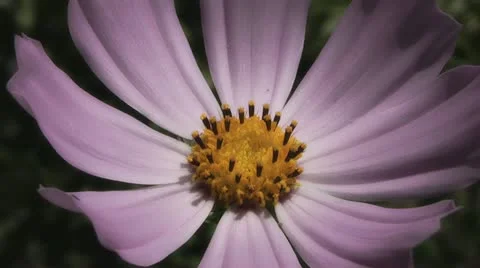 Kosmea,in the garden Stock Footage 11317799