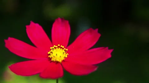 Kosmeya Flower Close-Up. 스톡 동영상 49699684