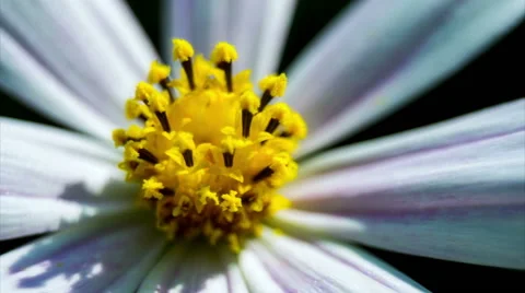 Kosmeya Flower Close-Up Stock Footage 49701999