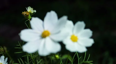 Kosmeya Flower Close-Up Stockbeeldmateriaal 49702368