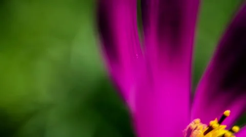 Kosmeya Flower Close-Up Stockbeeldmateriaal 49702446