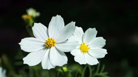 Kosmeya Flower Close-Up 库存影片 49702520