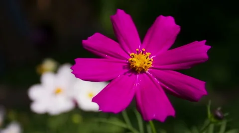 Kosmeya Flower Close-Up Видео 49702740