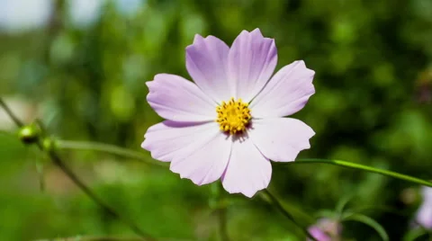 Kosmeya Flower Close-Up 库存影片 49703572