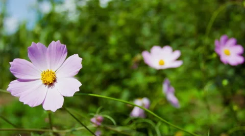 Kosmeya Flower Close-Up Stockbeeldmateriaal 49703987