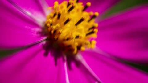 Kosmeya Flower Close-Up.Macro Vídeos de archivo 49699640