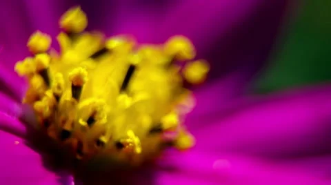 Kosmeya Flower Close-Up.Macro Видео 49702498