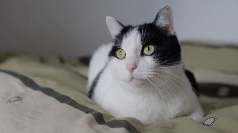 Kot1 Stock Footage 95886990