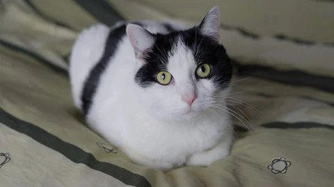 Kot3 Stock Footage 95886993