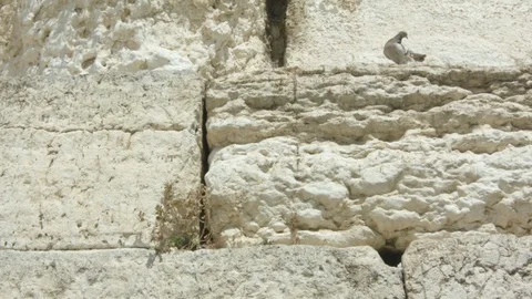 Kotel wall to praying man Stock Footage 114854917