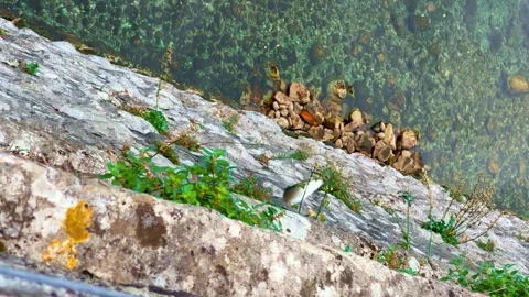 In Kotor, the caught sea bass is pulled out of the river and hits the rocky Stock Footage 327385550