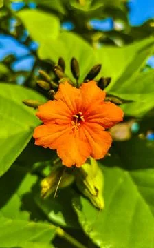 Kou Cordia subcordata flowering tree with orange flowers in Mexico. Stock Photos